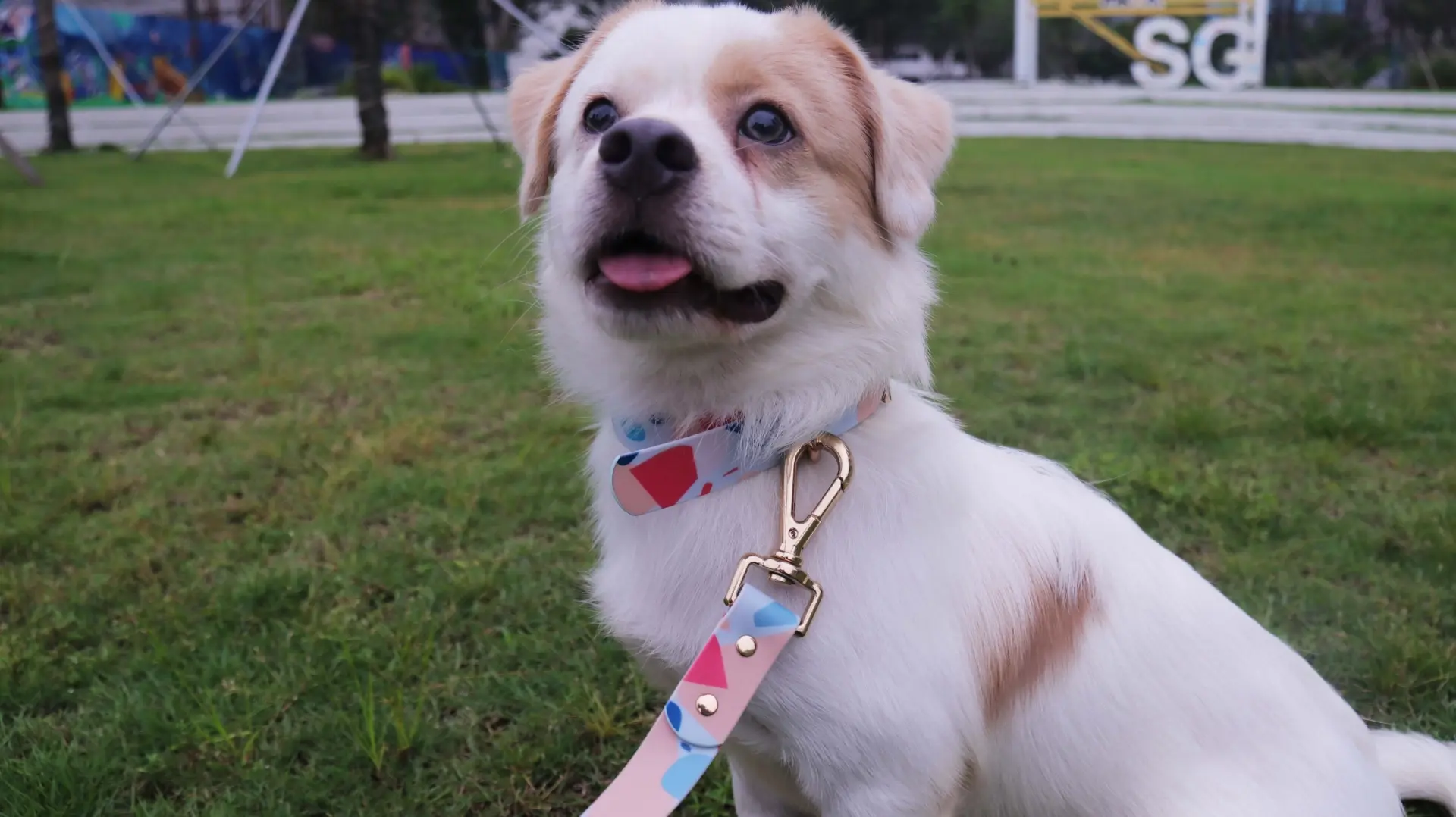 collar and lead sets for dogs